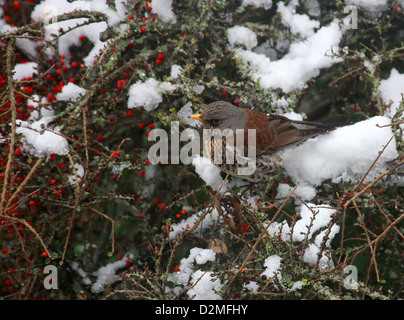 Fieldfare, Turdus pilaris, Turdidae. A Thrush that is a Winter Visitor to the UK from Scandinavia.  Feeding on Cotoneaster. Stock Photo