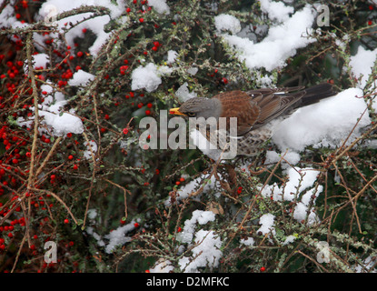 Fieldfare, Turdus pilaris, Turdidae. A Thrush that is a Winter Visitor to the UK from Scandinavia.  Feeding on Cotoneaster. Stock Photo