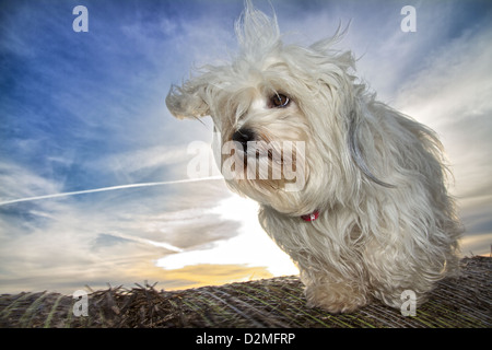 A fluffy long-haired dog sitting on a bale of straw in the background and the sun goes down Stock Photo