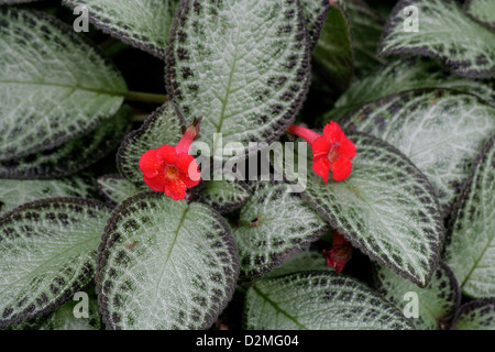 Flame Violet, Episcia cupreata, Gesneriaceae. Caribbean Native. Mexico, Central Americas, Northern South America, Columbia, Vene Stock Photo