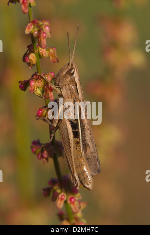 Lesser Marsh Grasshopper, (Chorthippus albomarginatus), adult on flowering Common Sorrel, (Rumex acetosa), Warwickshire, England, July Stock Photo