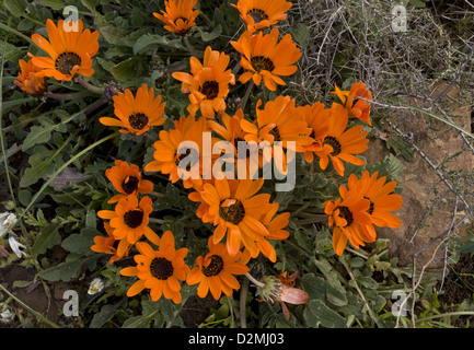 Renoster Marigold (Arctotis acaulis) in flower in damp clay soil, near Nieuwoudtville, Northern Cape, South Africa Stock Photo