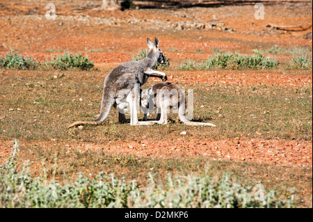 A baby kangaroo is interrupted as it feeds from its mother in the wild in the rugged Australian outback Stock Photo