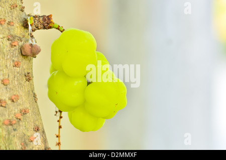 The star gooseberry on tree Stock Photo