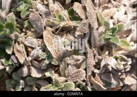 Lamb's ear or lamb tongue plant after new growth in spring showing fine surface covered in fluff hairs Stock Photo