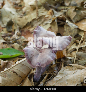 Amethyst deceiver Laccaria amethystina growing on forest floor