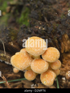 Sulphur tuft Hypholoma fasciculare growing on a tree stump Stock Photo