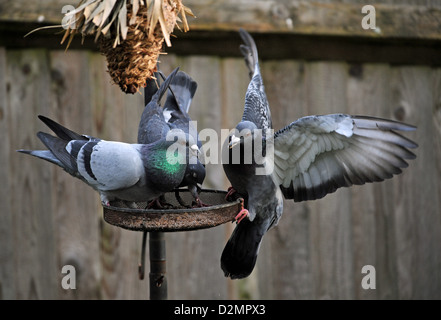 Feral Pigeons or Rock Doves Columba livia on a garden birdfeeder UK Stock Photo