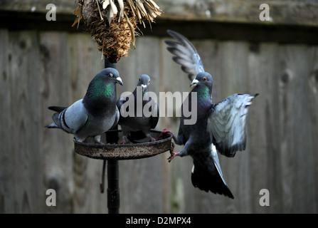 Feral Pigeons or Rock Doves Columba livia on a garden birdfeeder UK Stock Photo