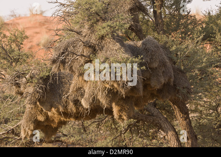 Huge nest of the colonial Sociable Weaver (Philetairus socius) in a thorn tree, Kalahari Desert, South Africa Stock Photo