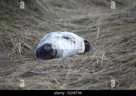 A newborn grey seal Halichoerus grypus, Helgoland, North Sea Stock Photo