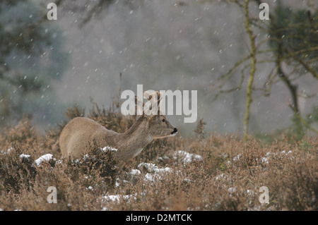 Roe deer with falling snow flakes Stock Photo