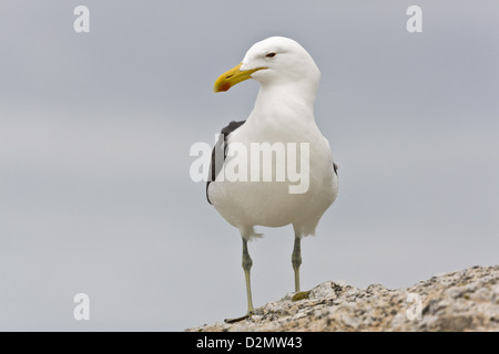 Kelp Gull (Larus vetula) perched on granite by sea, South Africa Stock Photo