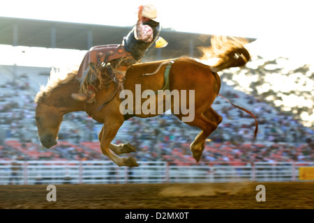 A horse leaves the ground while trying to buck off a cowboy during the Salinas Rodeo Stock Photo