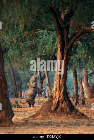 African elephant (loxodonta africana) stands on its two hind legs, feeding on an acacia tree, funny, Mana Pools National Park, Zimbabwe - Africa Stock Photo