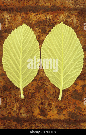 Close up of backs of two pale soft light green veined spring leaves of Whitebeam or Sorbus aria tree on rusty sheet Stock Photo