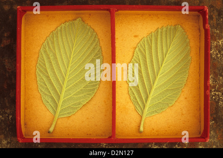 Close up of backs of two pale soft light green veined spring leaves of Whitebeam or Sorbus aria tree in card tray Stock Photo