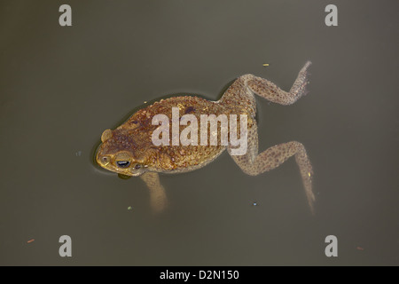 Giant Neotropical or Marine Toad Rhinella marina (formerly Bufo marinus). Male. Floating on water. Named Cane toad in Australia. Stock Photo