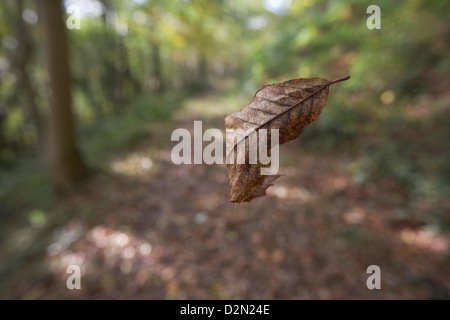 Autumn leaf flying through forest, autumn leaf falling from tree, Forest of Dean, UK.
