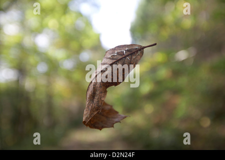 Autumn leaf flying through forest, autumn leaf falling from tree, Forest of Dean, UK.