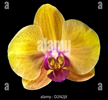 Yellow Phalaenopsis Orchid (Moth Orchid) on black Stock Photo