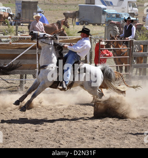 Bucking bronco, wild horse riding during a rodeo competition Stock Photo