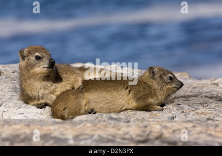 Rock hyrax (Procavia capensis) on rocks by the sea, Hermanus, western Cape. South Africa Stock Photo