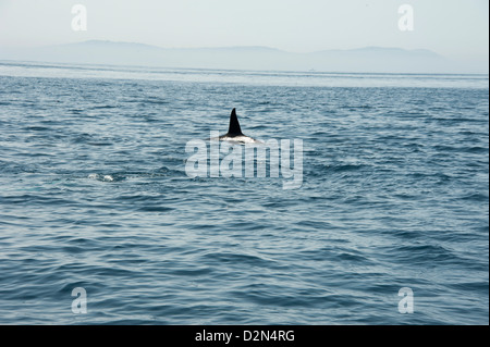 Large male orca in the Straits of Gibraltar, Europe Stock Photo