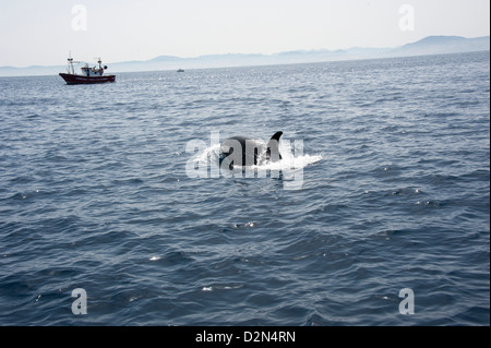 Orca and fishing boats in the Straits of Gibraltar, Europe Stock Photo