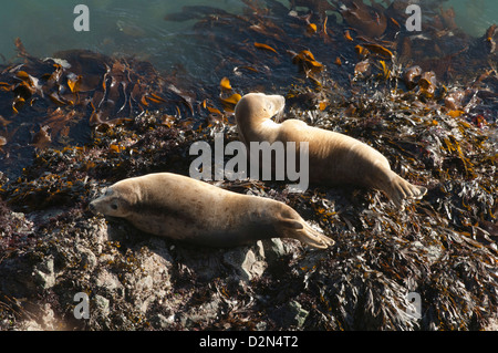 Atlantic grey seals (Halichoerus grypus) hauled out on rock, Skomer Island, Pembrokeshire, Wales, United Kingdom, Europe Stock Photo