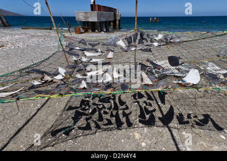 Shark fins drying in the sun, Gulf of California (Sea of Cortez), Baja California Sur, Mexico, North America Stock Photo