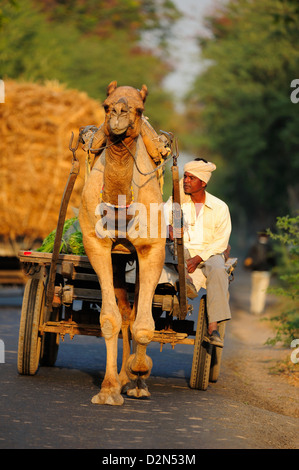 Camel cart on the road in Gujarat, India, Asia Stock Photo