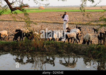 A shepherd herds his sheep along the cultivated land, Gujarat, India, Asia
