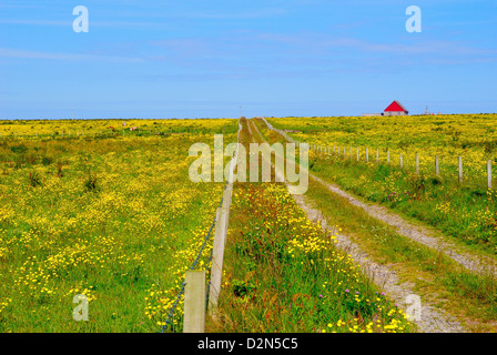 Orkney farm and a red house, Westray, Orkney Islands, Scotland, United Kingdom, Europe Stock Photo