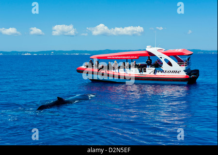 Humpback whale (Megaptera novaeangliae) and people whale watching in Harvey Bay, Queensland, Australia, Pacific Stock Photo