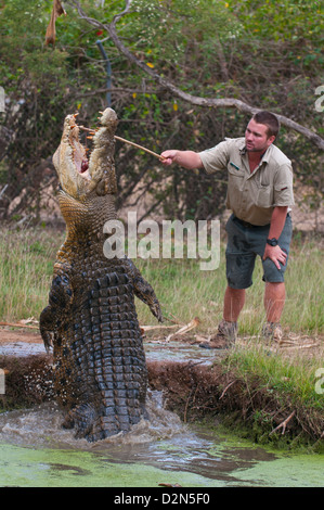 Saltwater crocodile (Crocodylus porosus) feeding in the Townsville Sanctuary, Queensland, Australia, Pacific Stock Photo