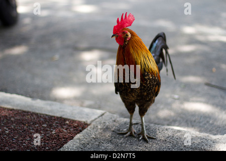 Wild rooster in Key West Florida Stock Photo