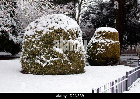 Holly and Yew bushes in winter with snow. Stock Photo