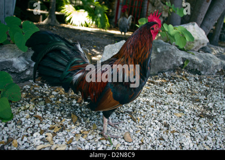 Stray rooster in Key West Florida Stock Photo