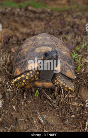 Yellow-footed Tortoise (Chelonoidis denticulata). Adult male. Wild tortoise found in forest . Nappi. Guyana. Stock Photo