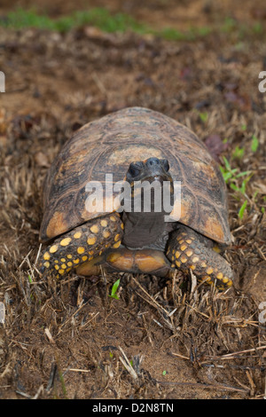 Yellow-footed Tortoise (Chelonoidis denticulata). Adult male. Wild tortoise found in forest . Nappi. Guyana. Stock Photo