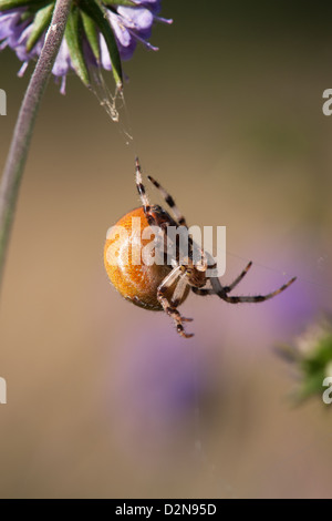 4-spot Orb Web Spider Araneus quadratus adult female Stock Photo