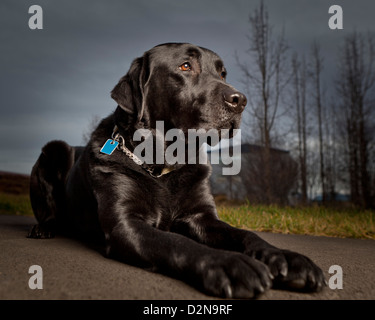 Black Labrador Retriever lying down. Young male guide dog for the blind. Stock Photo
