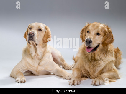 Portrait of a Golden Retriever and Yellow Labrador Retriever lying down. Young guide dogs in training. Stock Photo