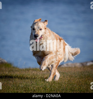 Golden Retriever running.  Young male guide dog for the blind. Stock Photo