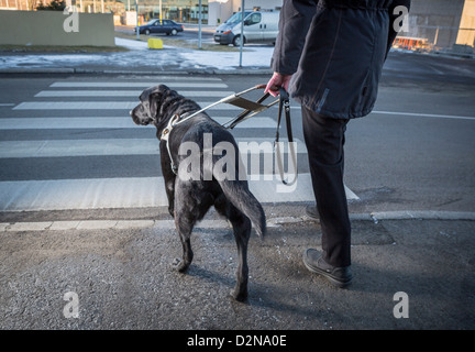 Black Labrador Retriever leading a blind person across the street.Young male guide dog Stock Photo