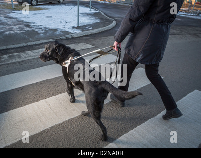 Black Labrador Retriever leading a blind person across the street.Young male guide dog Stock Photo