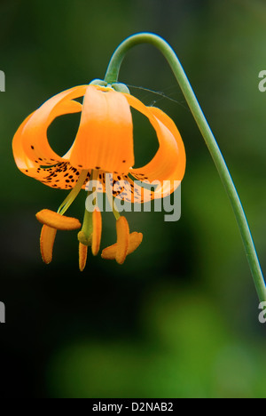 Tiger Lily in bloom in the Siskiyou Mountains, Oregon. Stock Photo