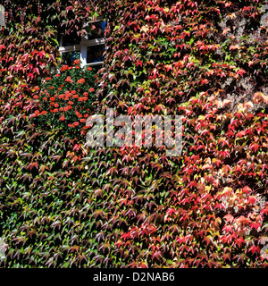 Window surrounded by ivy with autumn foliage Black Forest Germany Stock Photo