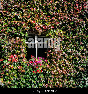 Window surrounded by ivy with autumn foliage Black Forest Germany Stock Photo